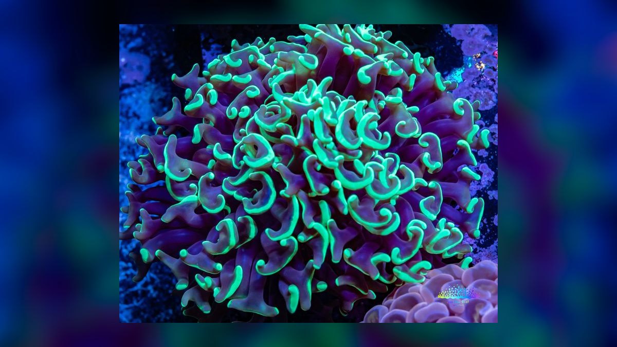 Top 10 Mushroom Corals for Reef Tanks 2027 — figure 3