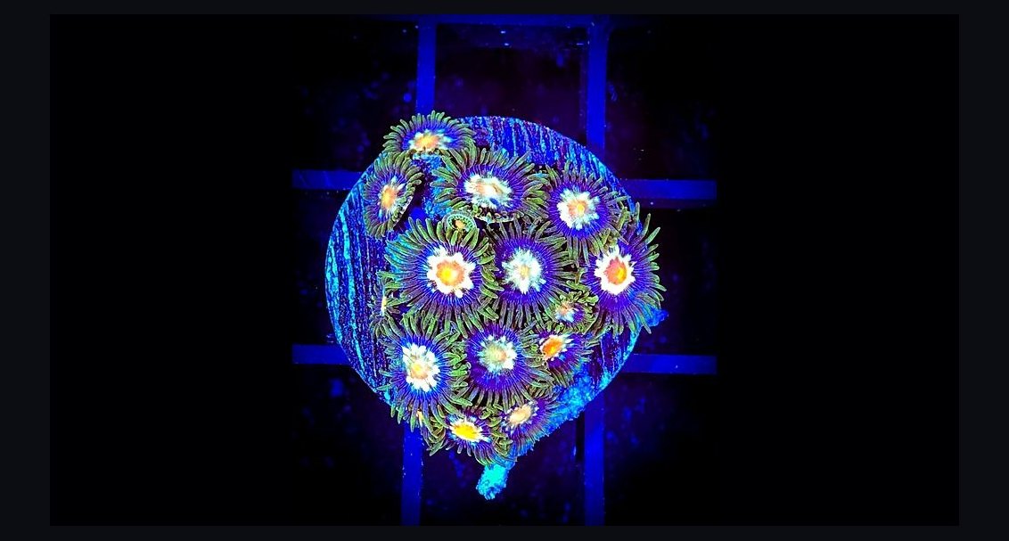 Top 10 Mushroom Corals for Reef Tanks 2027
