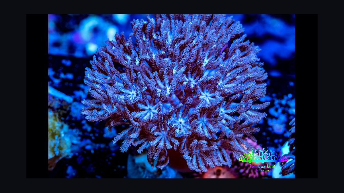 Top 10 Xenia Coral Varieties 2027 — figure 1