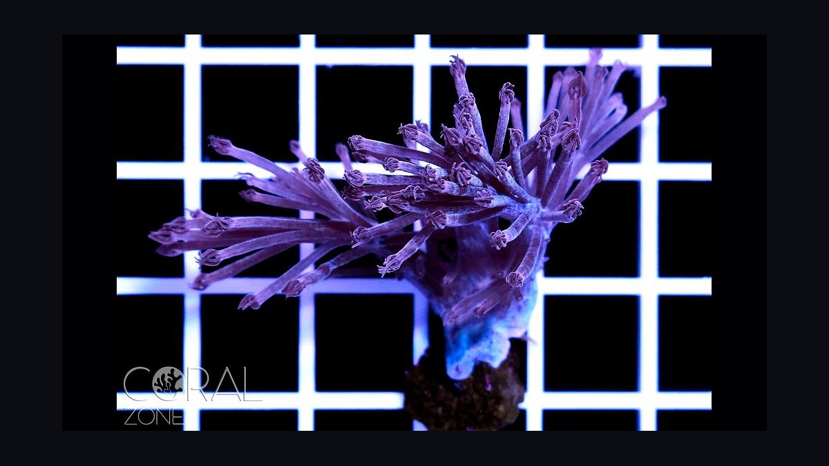 Top 10 Xenia Coral Varieties 2027 — figure 2