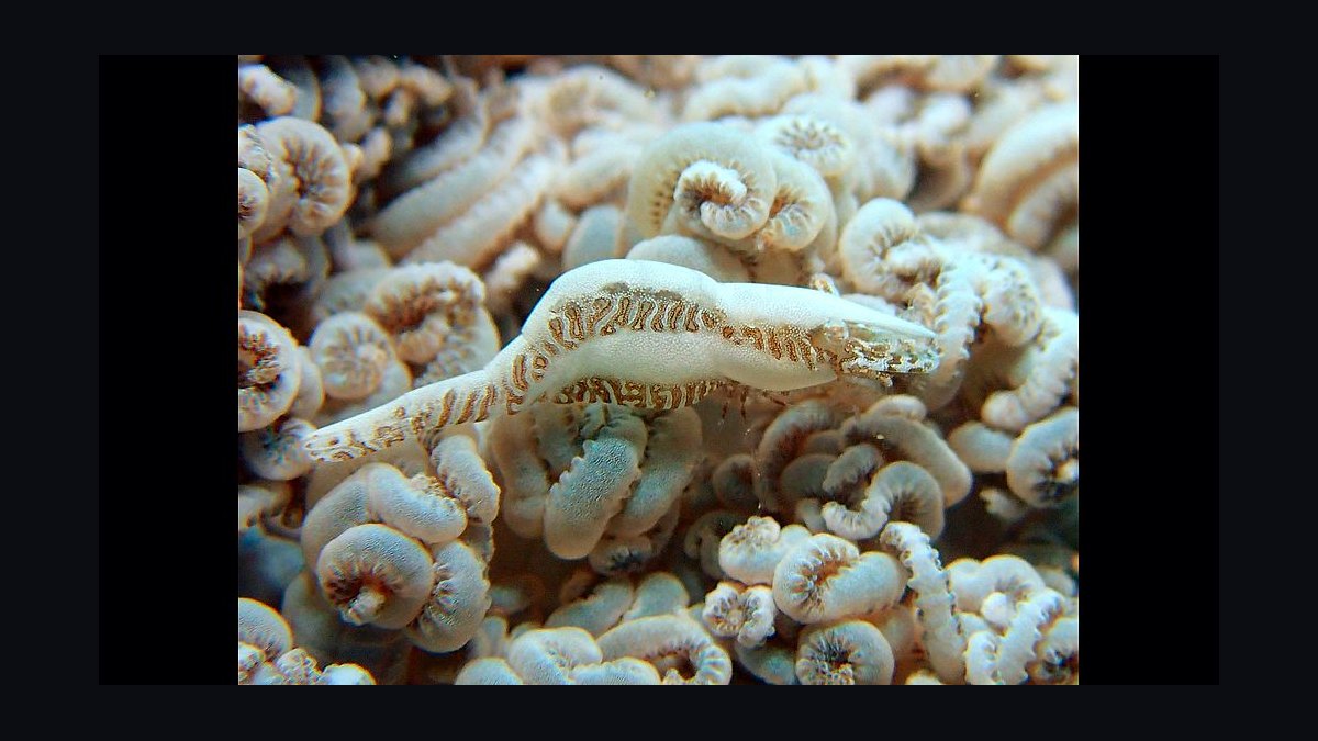 Top 10 Xenia Coral Varieties 2027 — figure 4