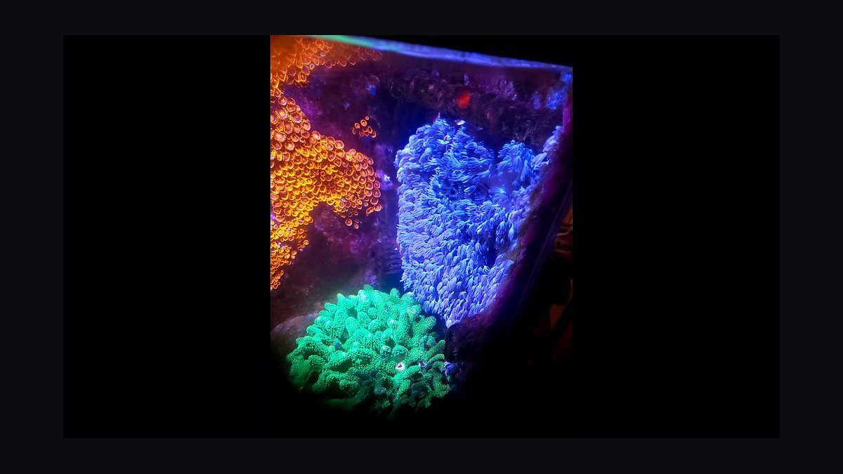 Top 10 Xenia Coral Varieties 2027 — figure 5