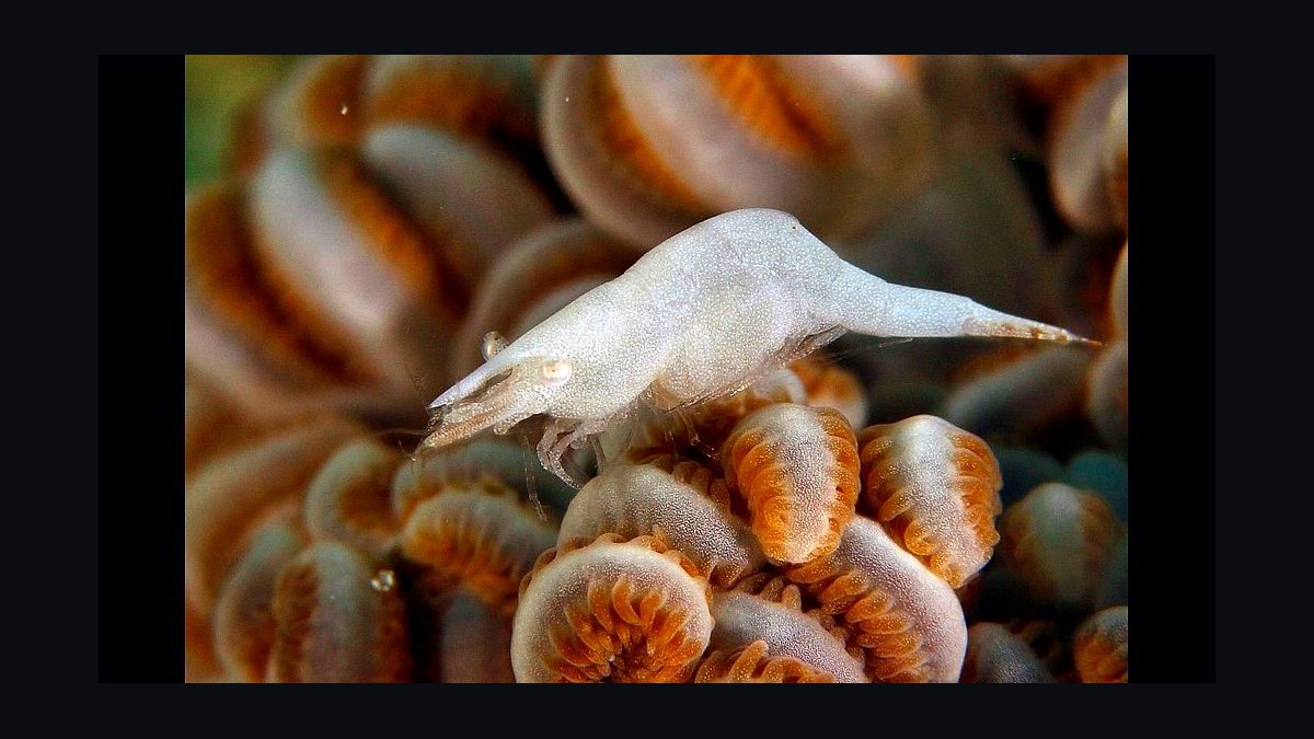 Top 10 Xenia Coral Varieties 2027 — figure 6