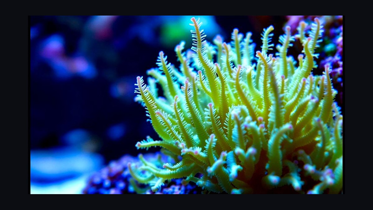 Top 10 Xenia Coral Varieties 2027 — figure 7