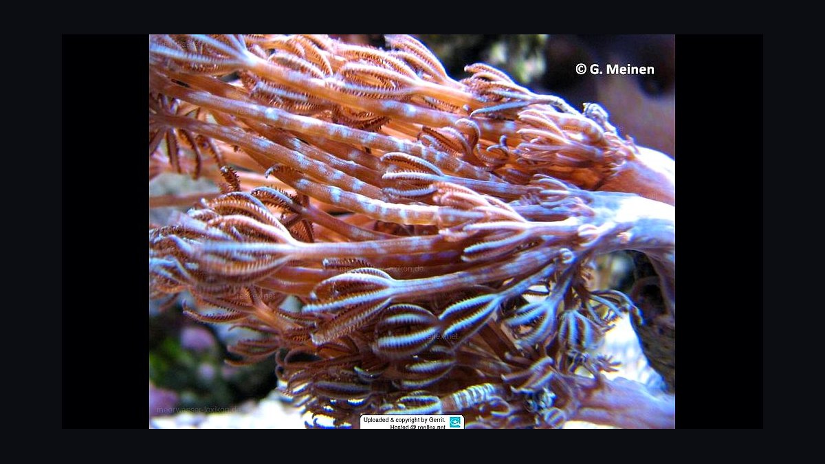 Top 10 Xenia Coral Varieties 2027 — figure 8