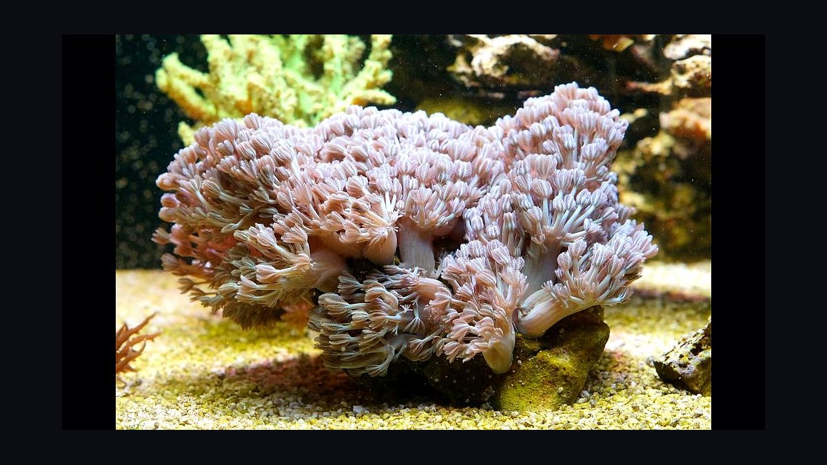 Top 10 Xenia Coral Varieties 2027 — figure 9