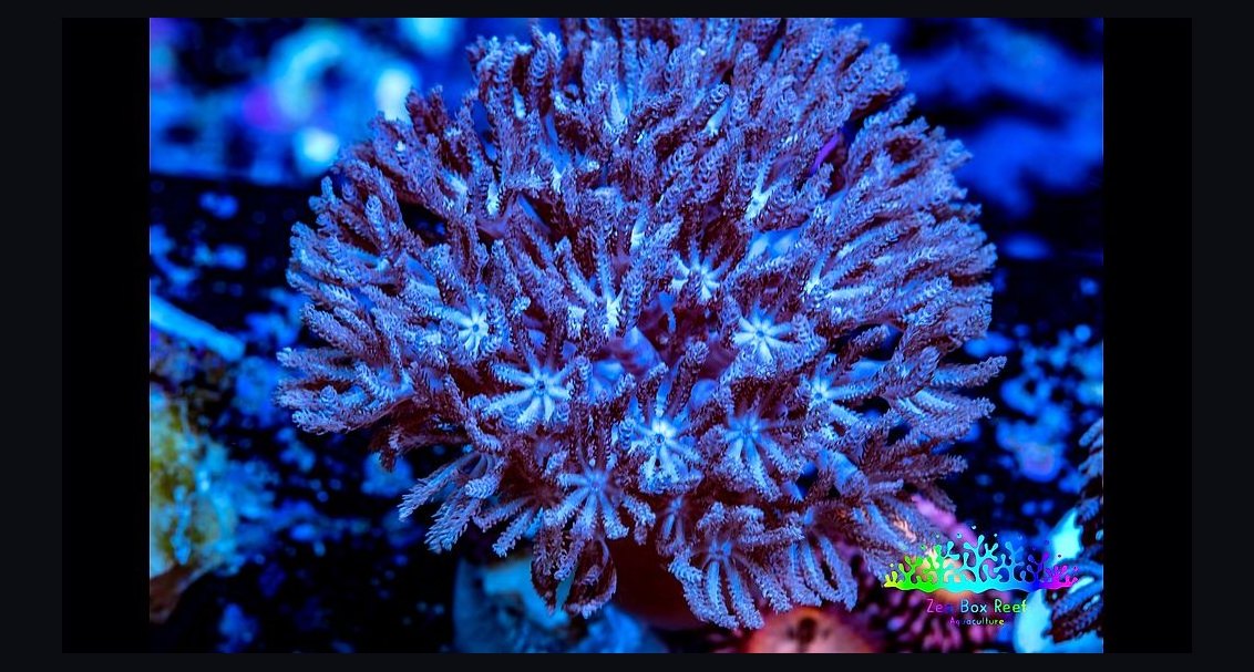 Top 10 Xenia Coral Varieties 2027