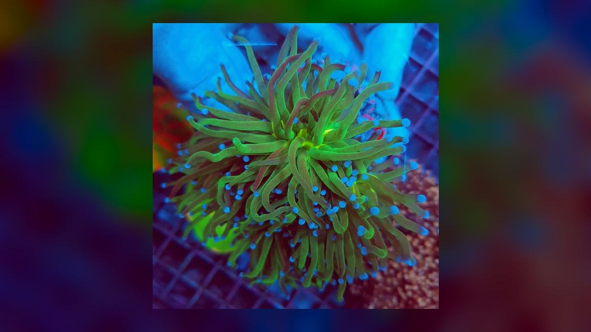 Top 10 Torch Coral Care Tips 2027 — figure 1