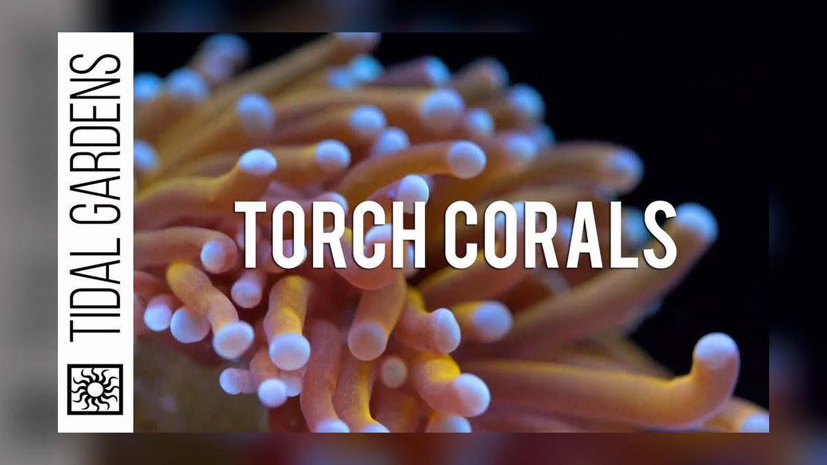 Top 10 Torch Coral Care Tips 2027 — figure 3