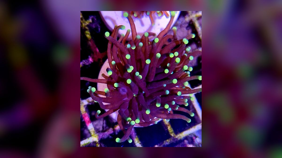 Top 10 Torch Coral Care Tips 2027