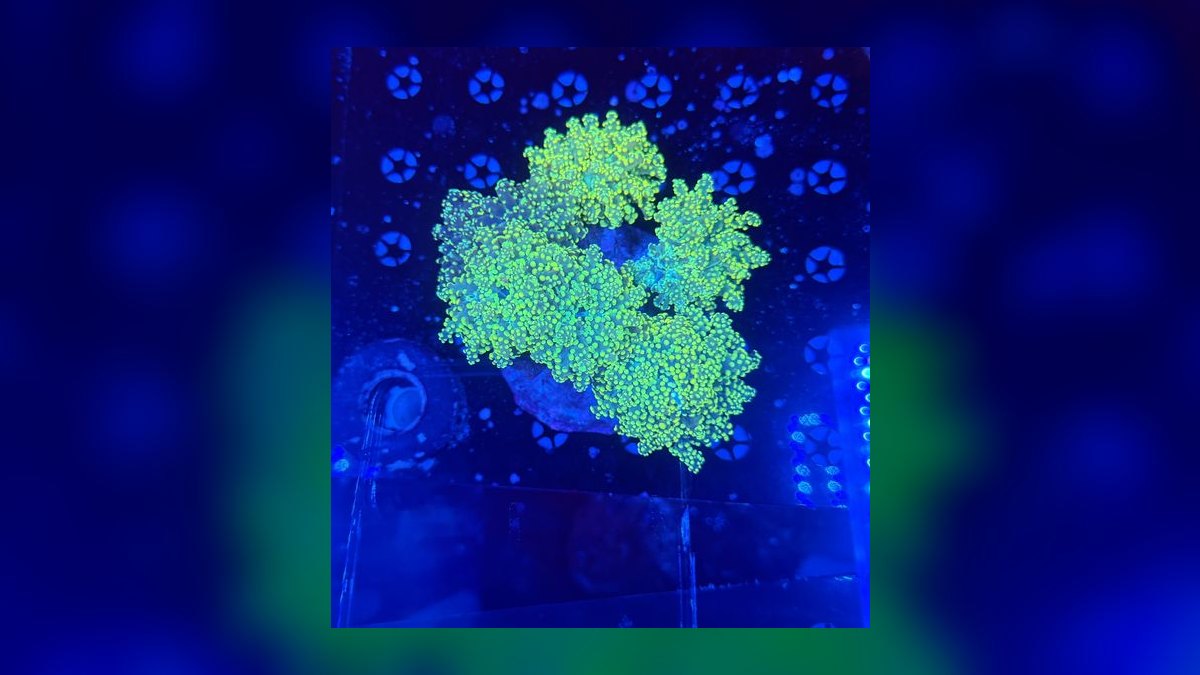 Top 10 Frogspawn Coral Placement 2027 — figure 1
