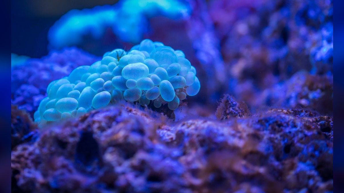 Top 10 Frogspawn Coral Placement 2027 — figure 4
