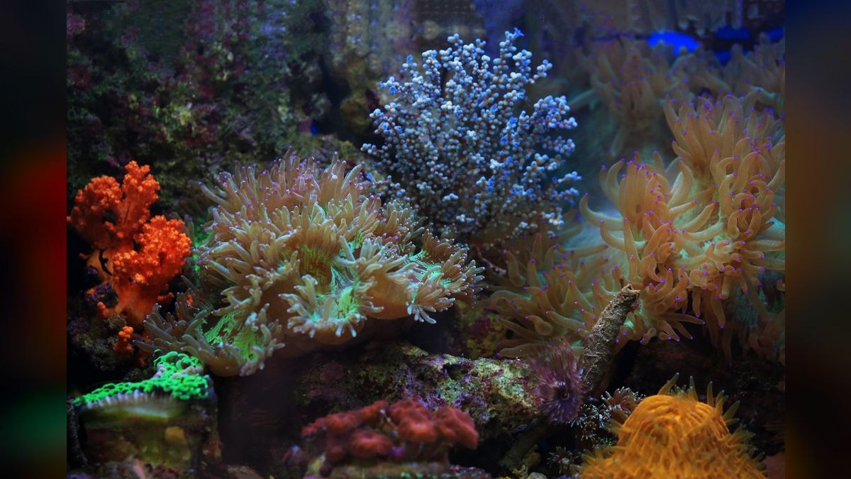 Top 10 Frogspawn Coral Placement 2027 — figure 5