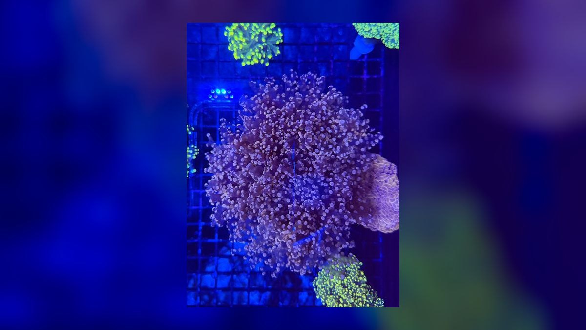 Top 10 Frogspawn Coral Placement 2027