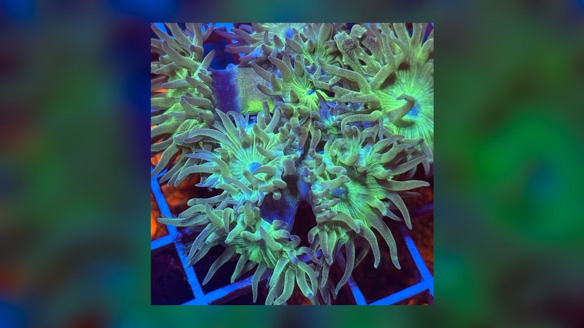 Top 10 Duncan Coral LPS Picks 2027 — figure 1