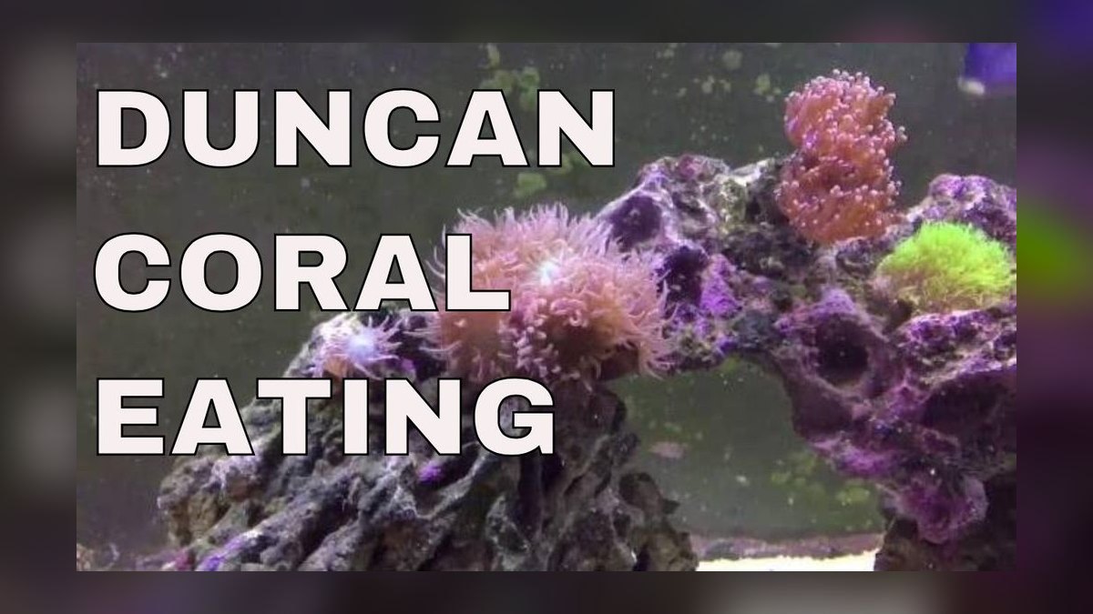 Top 10 Duncan Coral LPS Picks 2027 — figure 10