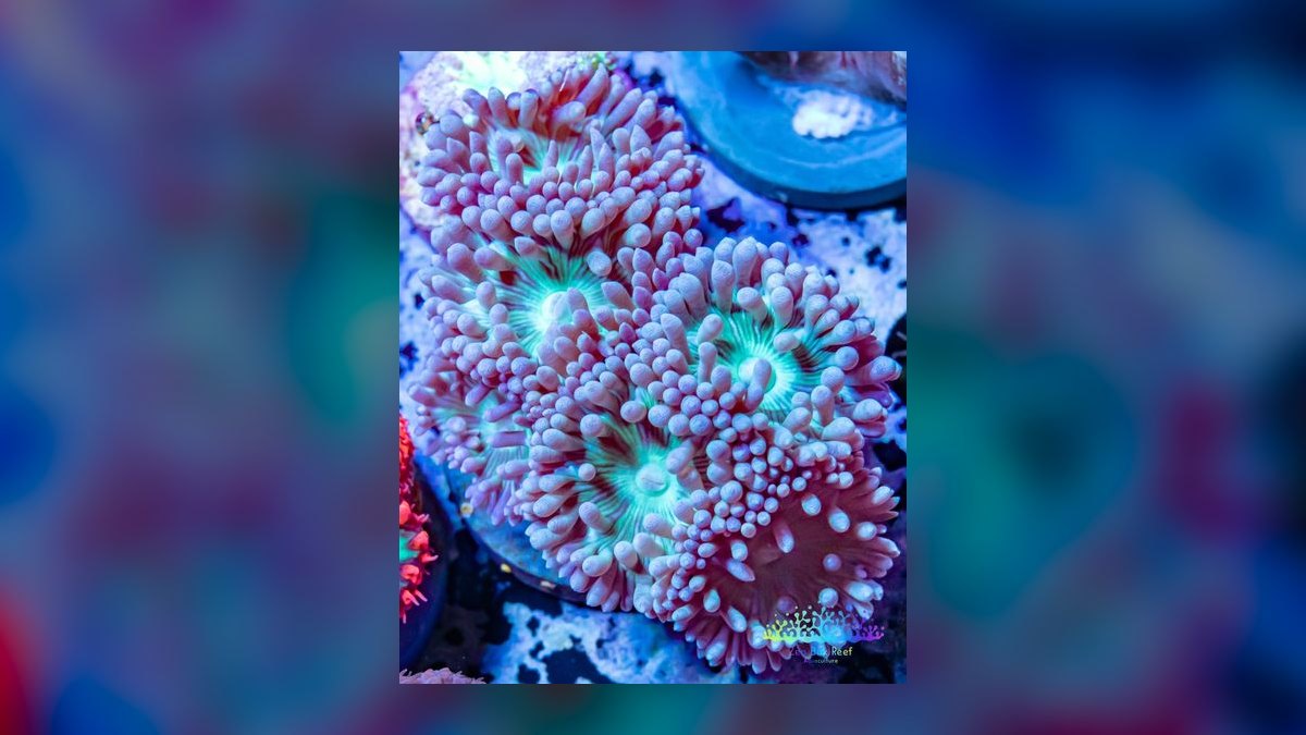 Top 10 Duncan Coral LPS Picks 2027 — figure 2