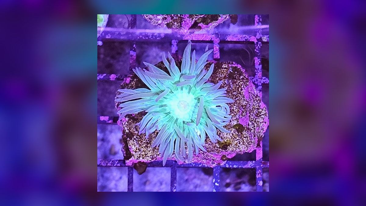 Top 10 Duncan Coral LPS Picks 2027 — figure 8