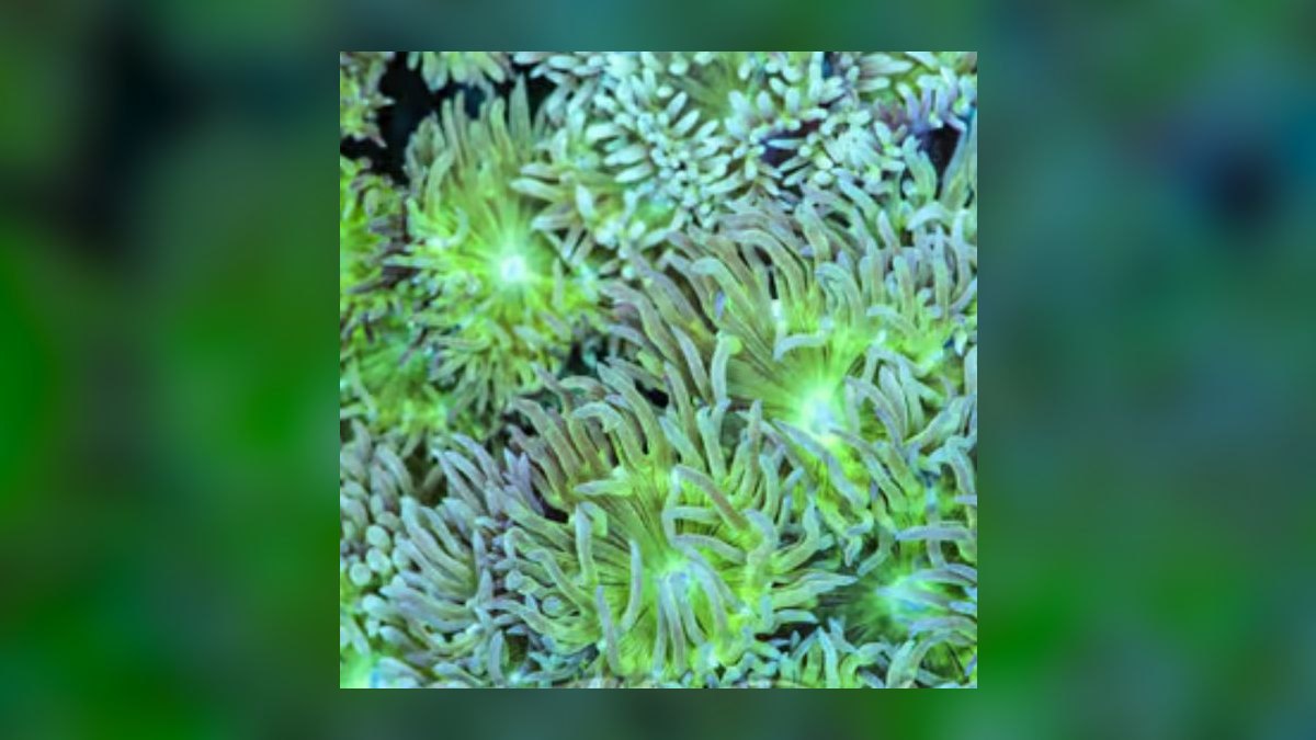 Top 10 Duncan Coral LPS Picks 2027 — figure 9