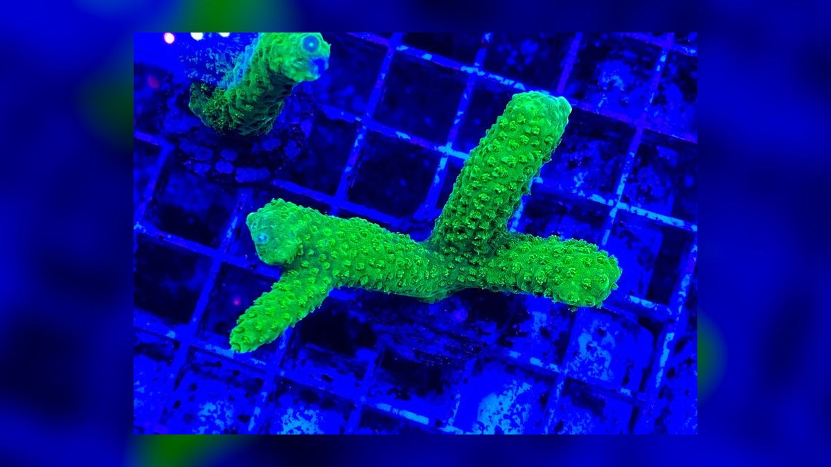 Top 10 Acropora SPS Starter Corals 2027 — figure 1