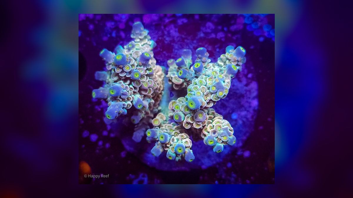Top 10 Acropora SPS Starter Corals 2027 — figure 10