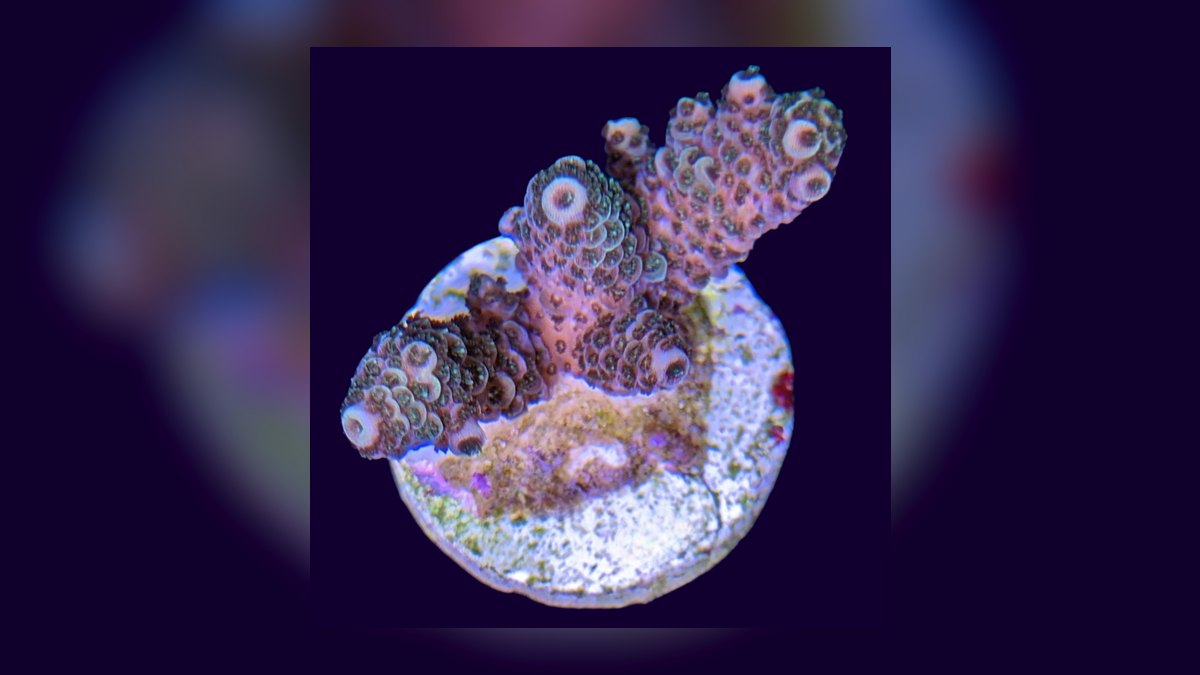 Top 10 Acropora SPS Starter Corals 2027 — figure 3