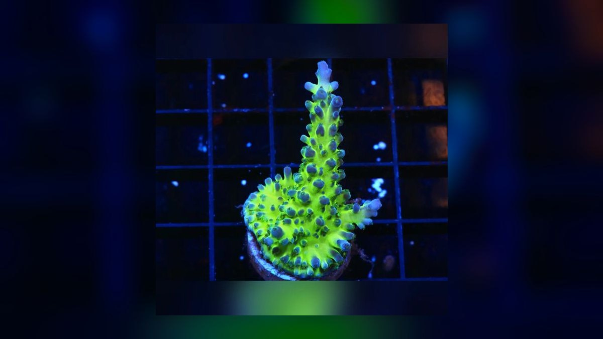 Top 10 Acropora SPS Starter Corals 2027 — figure 4