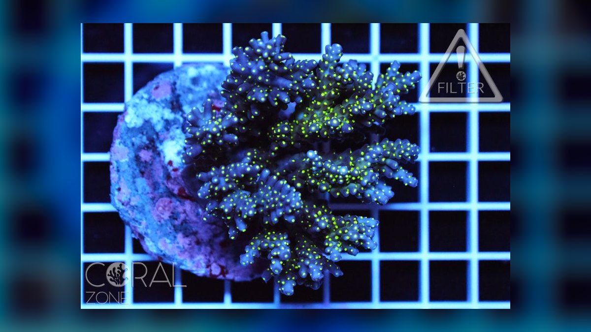 Top 10 Acropora SPS Starter Corals 2027 — figure 5