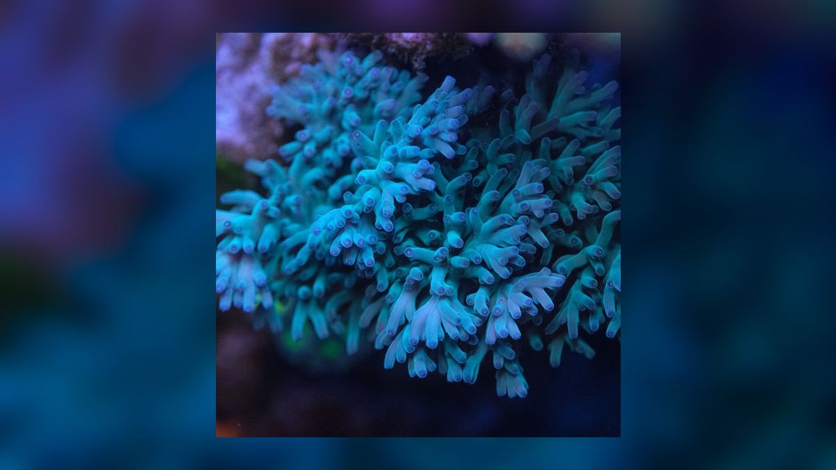 Top 10 Acropora SPS Starter Corals 2027 — figure 6