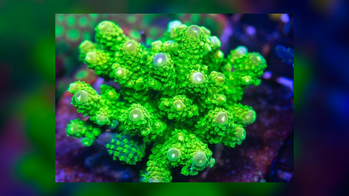 Top 10 Acropora SPS Starter Corals 2027 — figure 7