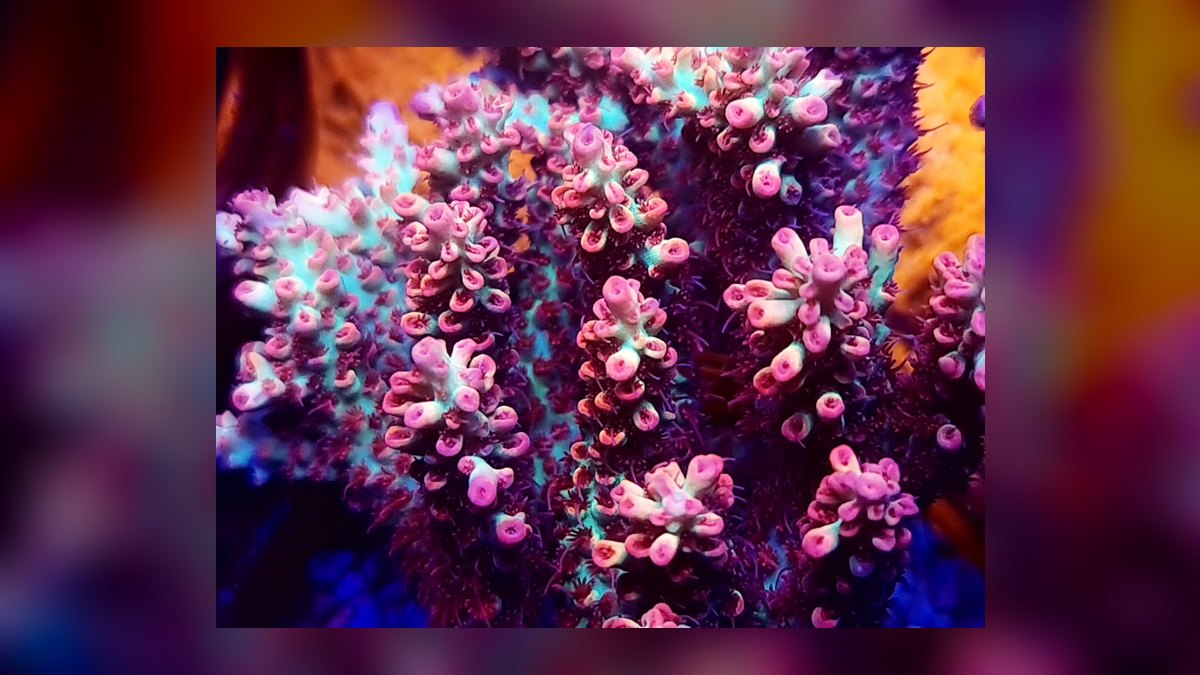 Top 10 Acropora SPS Starter Corals 2027 — figure 8