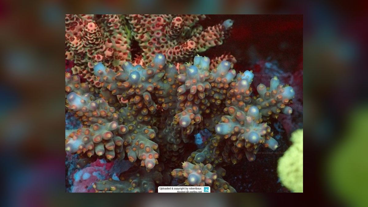 Top 10 Acropora SPS Starter Corals 2027 — figure 9