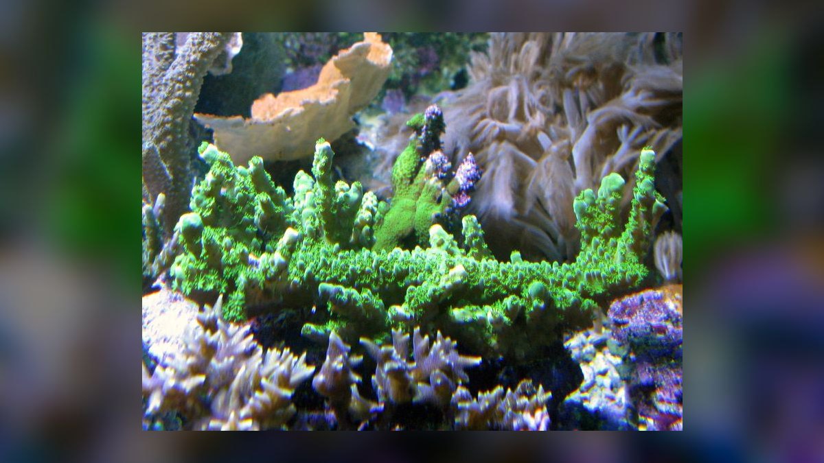 Top 10 Acropora SPS Starter Corals 2027
