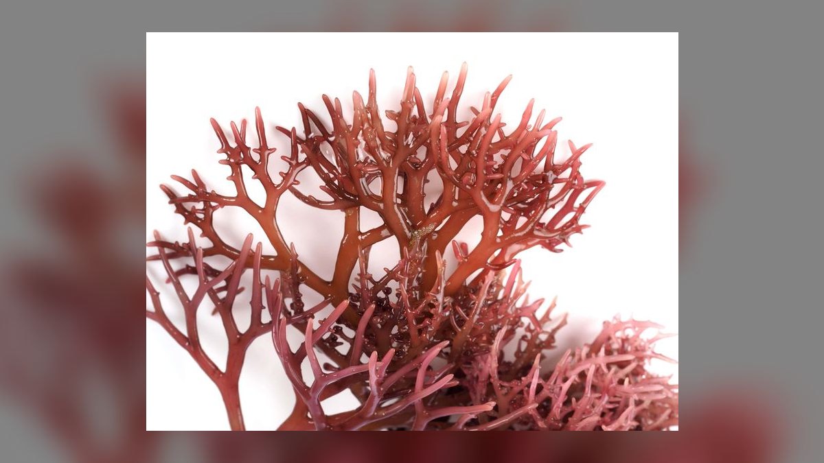 Top 10 Refugium Macroalgae Types 2027 — figure 7