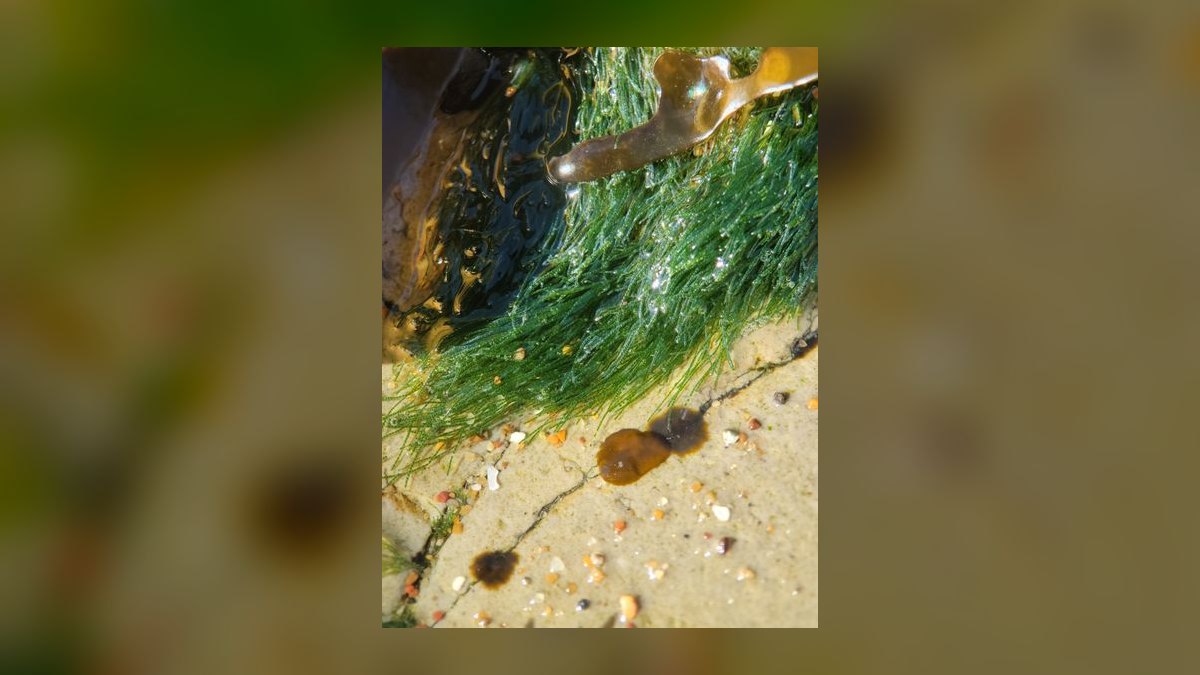 Top 10 Refugium Macroalgae Types 2027