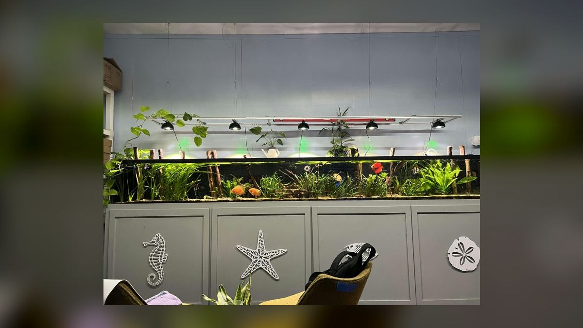 Top 10 Chaetomorpha Refugium Setup 2027 — figure 8