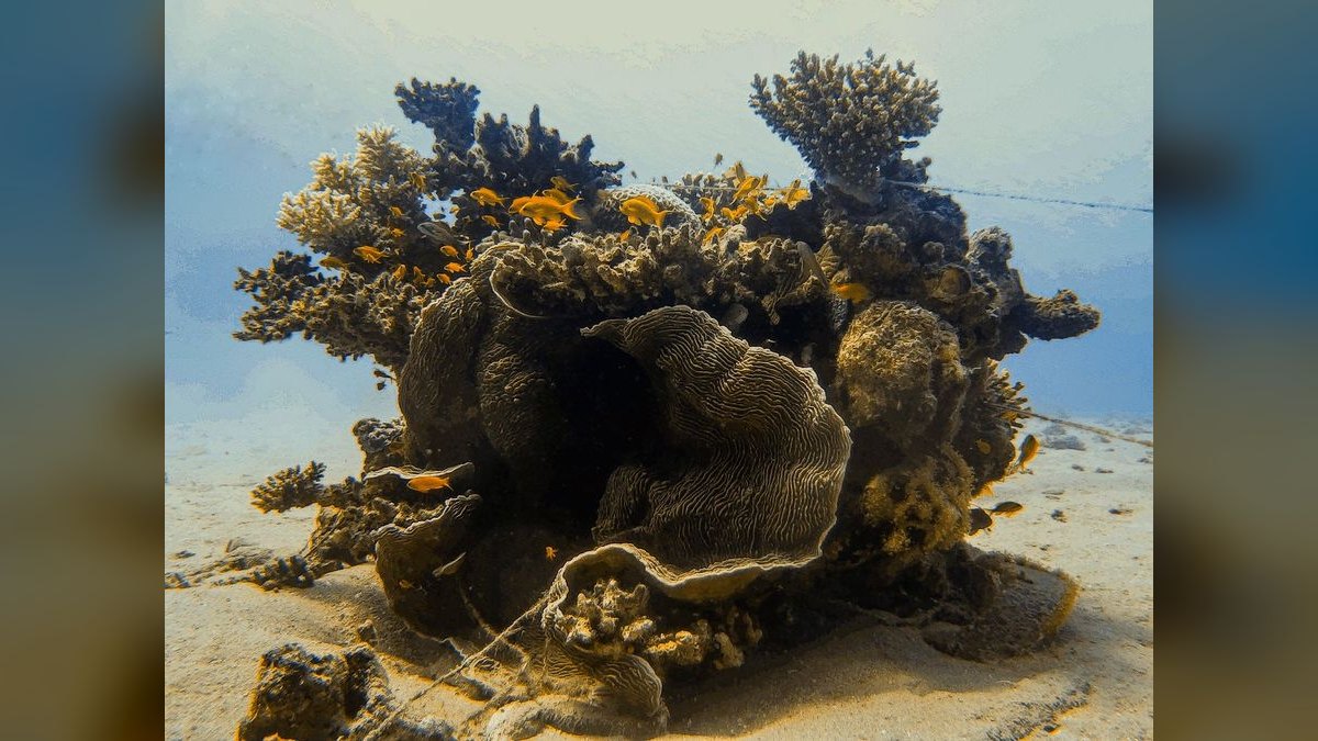 Top 10 Live Sand for Reef Tanks 2027 — figure 1