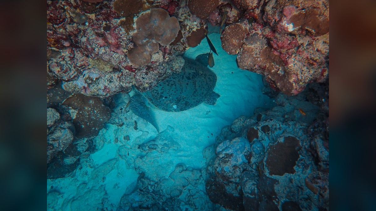 Top 10 Live Sand for Reef Tanks 2027 — figure 2
