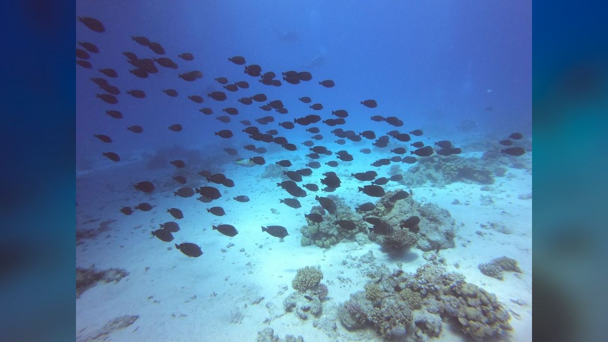 Top 10 Live Sand for Reef Tanks 2027 — figure 3