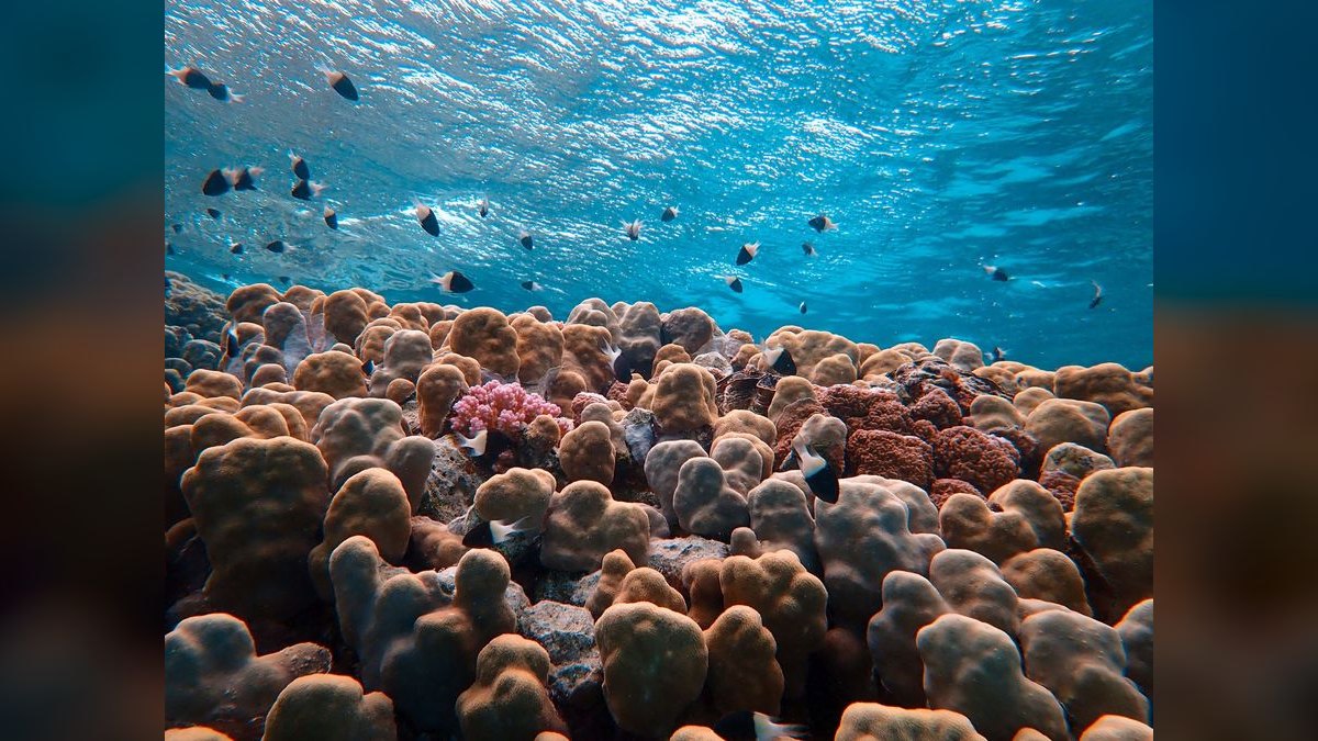 Top 10 Live Sand for Reef Tanks 2027 — figure 4
