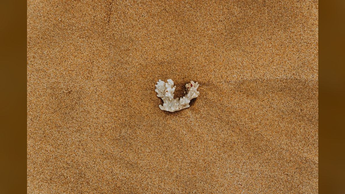 Top 10 Live Sand for Reef Tanks 2027 — figure 6