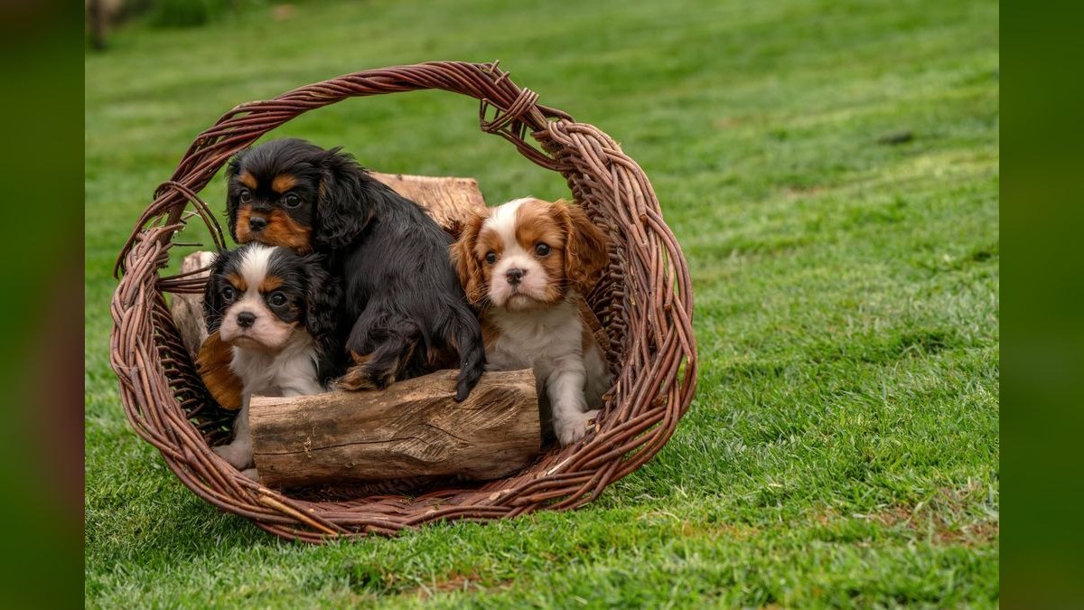 Top 10 Breeder Box Options 2027 — figure 4