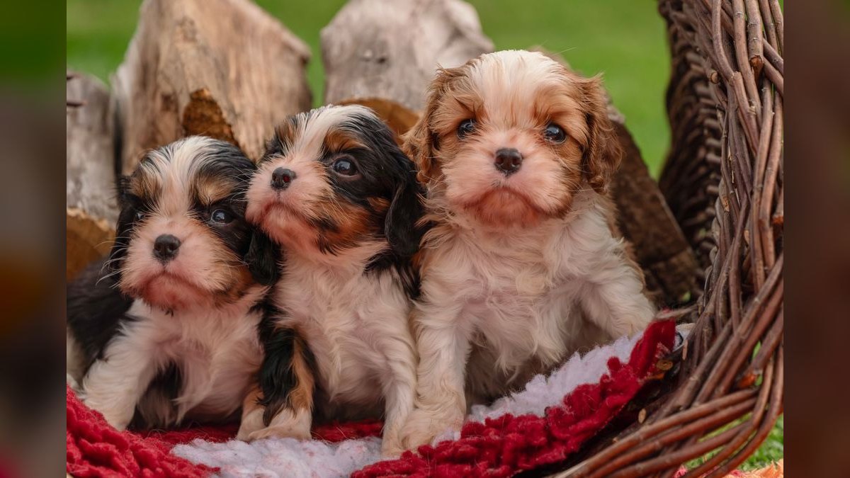 Top 10 Breeder Box Options 2027 — figure 5