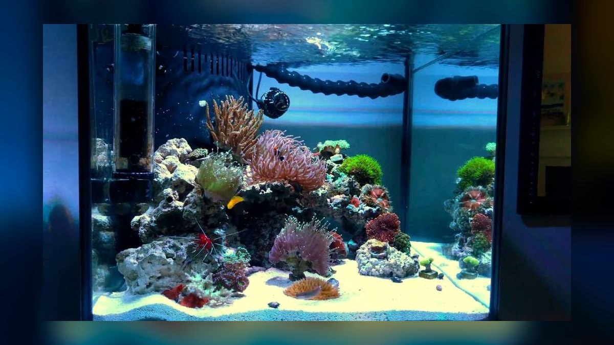 Top 10 Sponge Filters for Fry Tanks 2027 — figure 6
