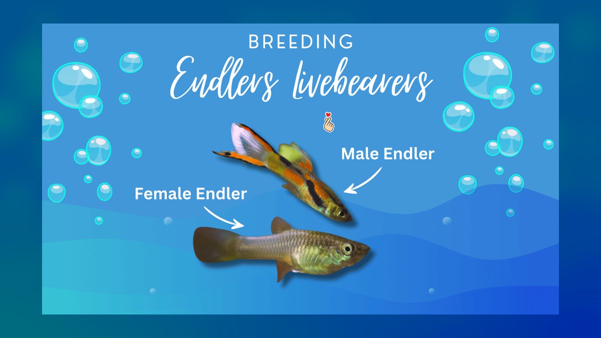 Top 10 Livebearer Breeding Tips 2027 — figure 1