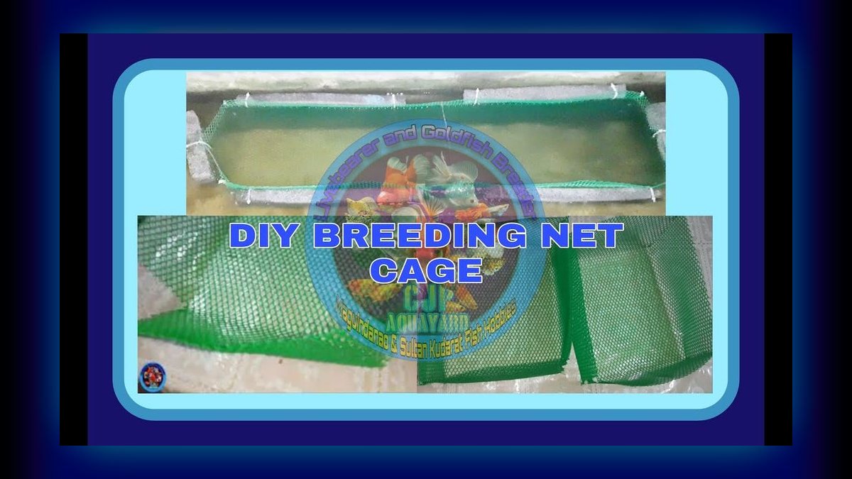 Top 10 Livebearer Breeding Tips 2027 — figure 10