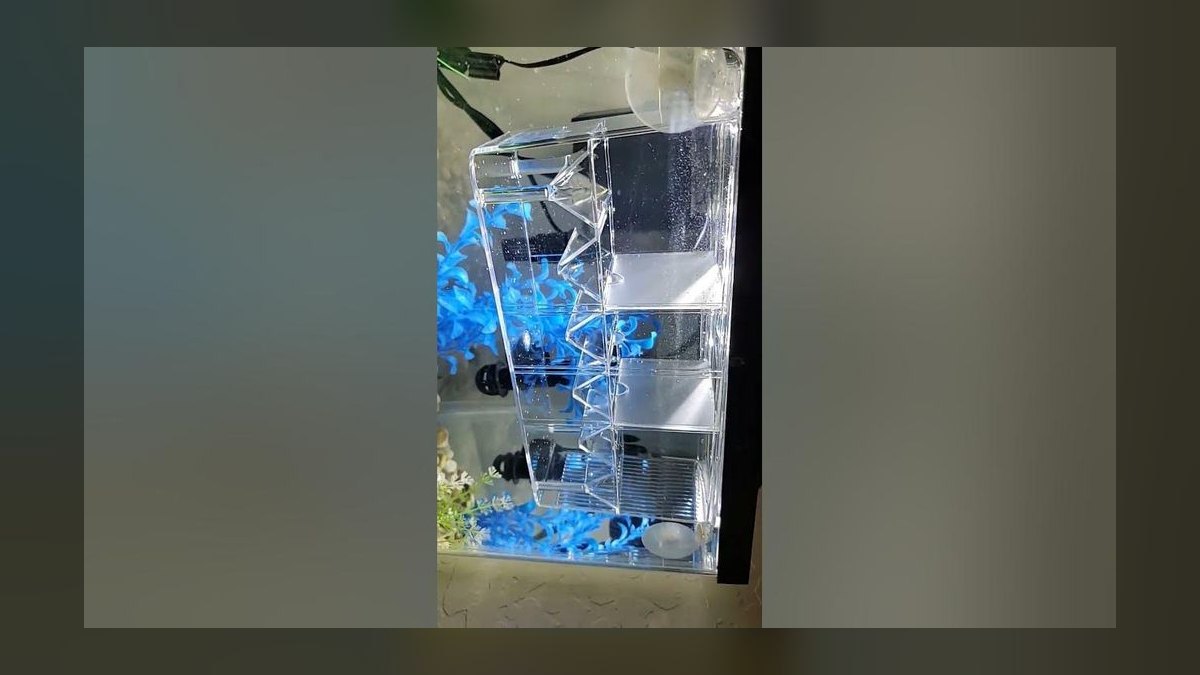 Top 10 Livebearer Breeding Tips 2027 — figure 5