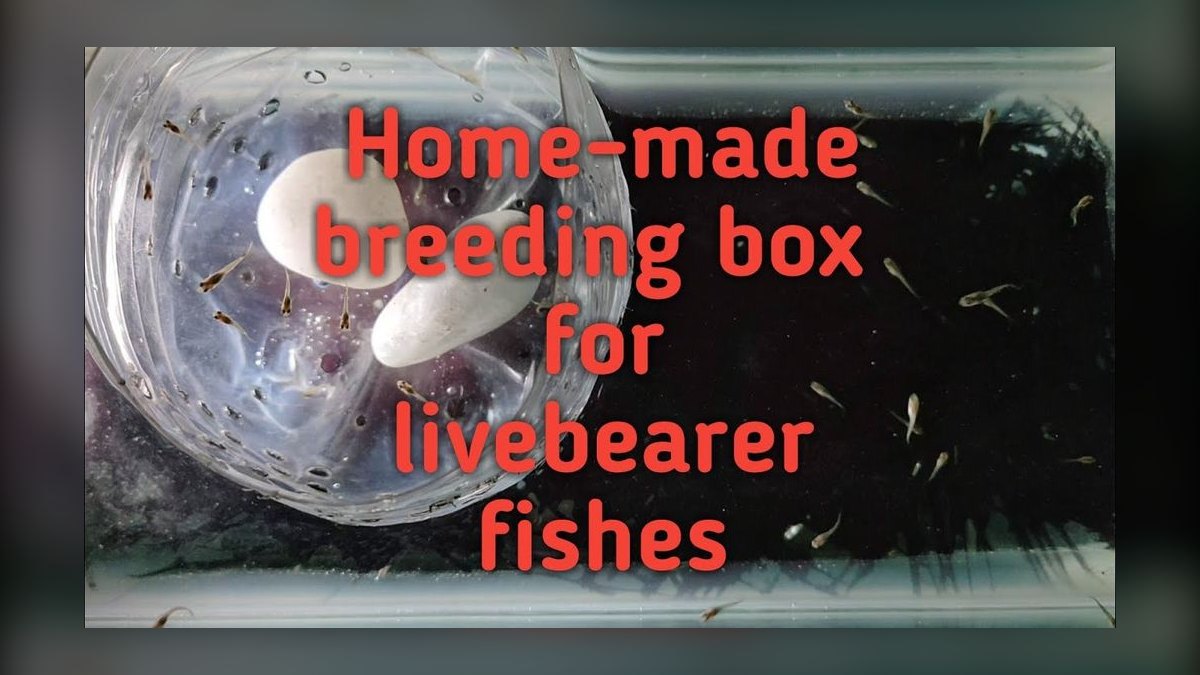 Top 10 Livebearer Breeding Tips 2027 — figure 8