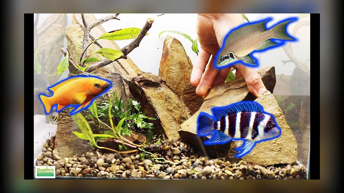 Top 10 Cichlid Breeding Setup Ideas 2027 — figure 5