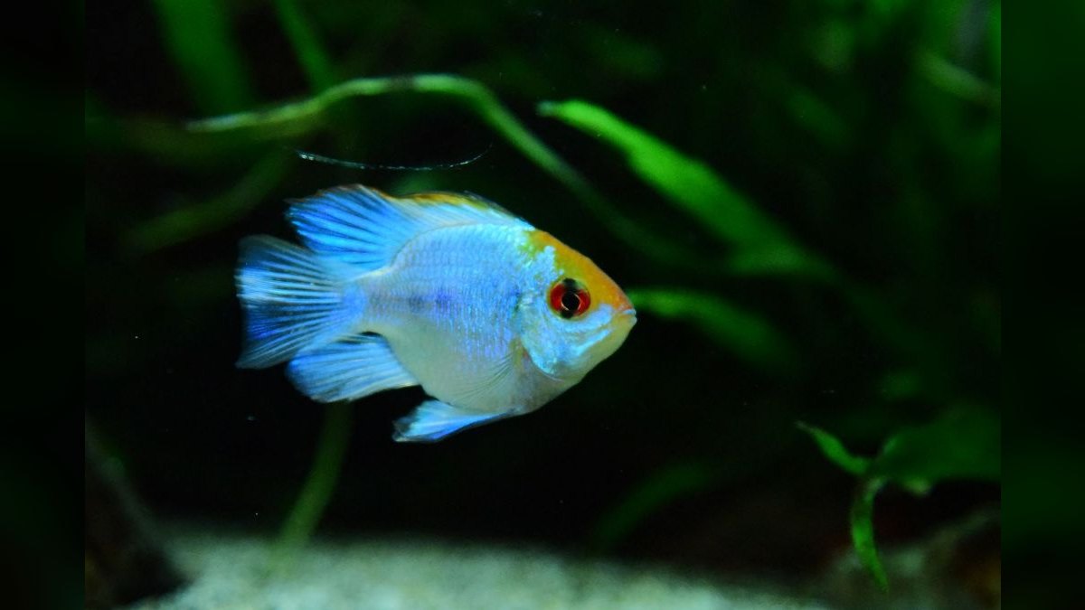 Top 10 Cichlid Breeding Setup Ideas 2027 — figure 6
